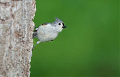 Tufted Titmouse